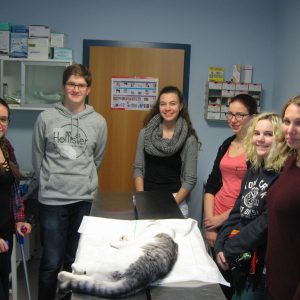 vetmed_2
