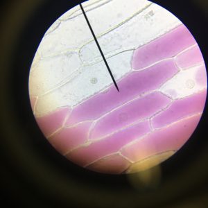 Allium cepa im Mikroskop