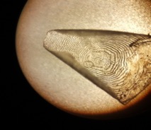 Fischschuppe im Mikroskop