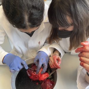 Susa und Antonia