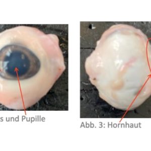 auge-von-aussen_kerstin-grubler